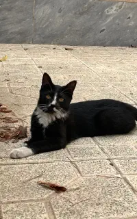 واگذاری گربه