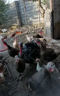 فروش بوقلمون