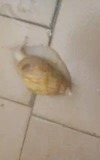 4 عدد حلزون تخم گذار سالم