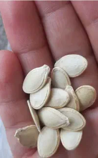 تخمه کدو آجیلی