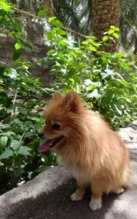سگ پامر
