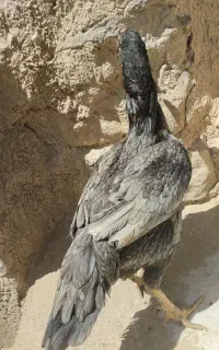 مرغ لاری