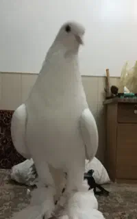 کبوتر گمشده