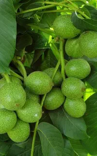 انواع میوه با قیمت خوب