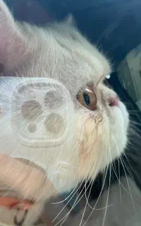 گریه پرشین سوپر فلت خوشگل