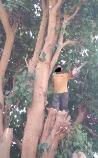 خدمات برش و هرس چوب درخت