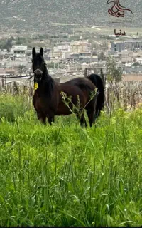 کشش