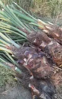 فروش پاجوش نخل زاهدی (ودر اوردن  پاجوش نخل  )