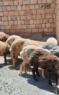 گوسفند
