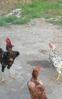 تخم لاری اصیل