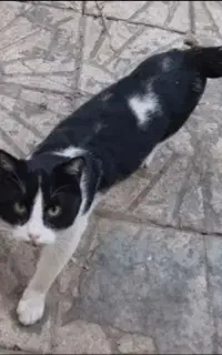 گربه