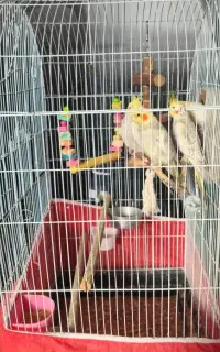 عروس هلندی با دو عدد جوجه