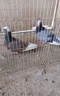 سه جفت نروماده خوب واسه جوجه کشی