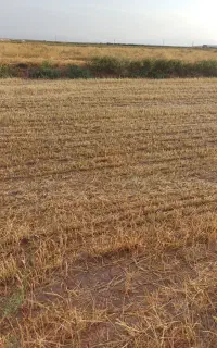 کاه گندم