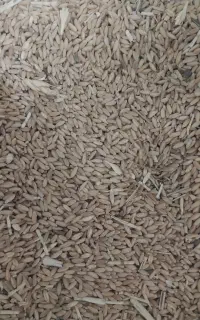 گندم باران چاق