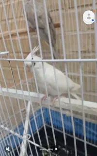 گمشده جوجه داره