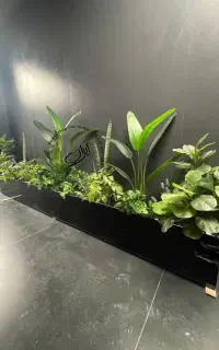 درخت زینتی مدرن فلاورباکس (بنجامین ابلغ)