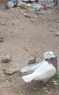 کبوتردمبی باطوقی
