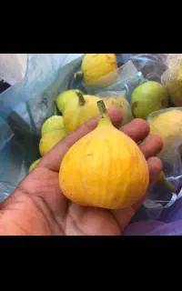 انجیرهای باغی خاص