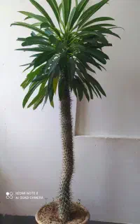 درخت نخل ماداگاسکار