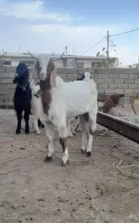 بزغاله  نر تخمی