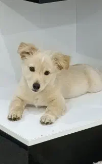 سگ بوجی نژاد اشپیز