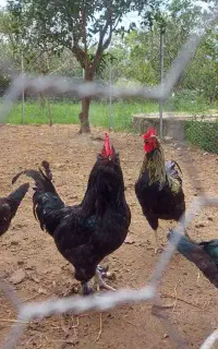 فروش خروس محلی