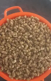 توت درجه یک