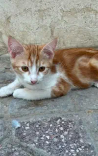 واگذاری رایگان بچه گربه