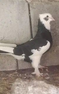 کبوتر گره وپرشی