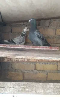 کبوتر