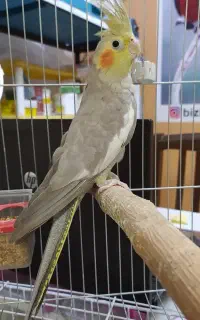 گمشده