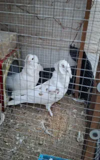کبوتر کله فر