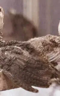 جوجه طاووس ۲ماهه