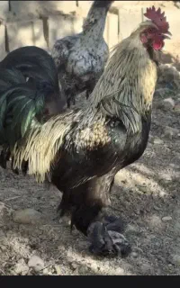 خروس نژاد دار برهما
