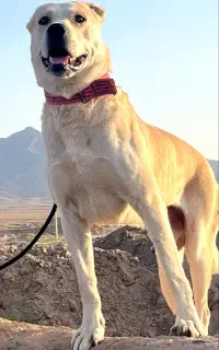 خراسانی 3 ساله