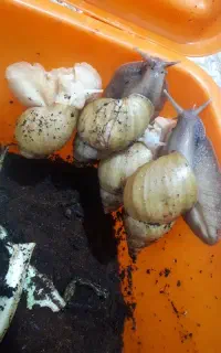 حلزون اچاتینا