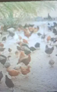 مرغ خروس محلی