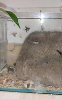 فروش ماهی، اکواریوم