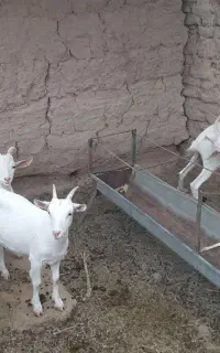 بز بزغاله  سانن