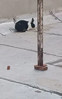 خرگوش ماده سالم