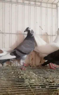 چهار عدد جوجه سار
