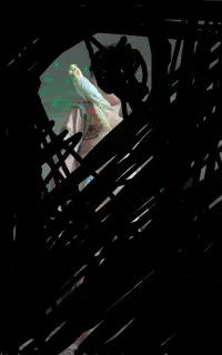 عروس هلندی گمشده