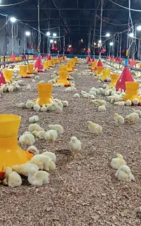 کارگر ماهر مرغداری گوشتی