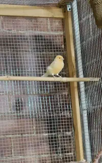 قناری نر