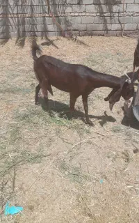 گیسه پاکستانی اصل
