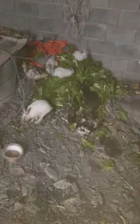 خرگوش زیبا بازی گوش حرف گوش کن