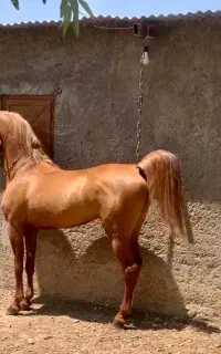 فروش اسب درهشور