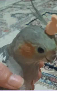 پرنده گم شده