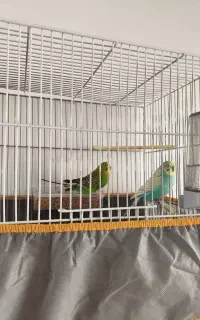 یک جفت مرغ عشق